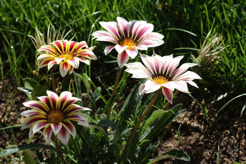L'Abri Du Poete Bed & Breakfast Besse-sur-Issole Dış mekan fotoğraf